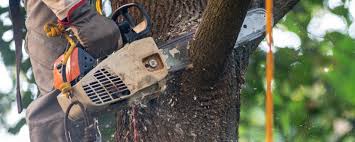 Best Tree Risk Assessment  in Mcewen, TN