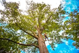 Best Firewood Processing and Delivery  in Mcewen, TN