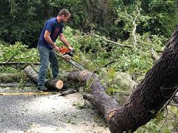 Best Tree Trimming and Pruning  in Mcewen, TN