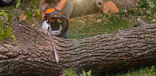 Best Tree Mulching  in Mcewen, TN