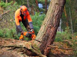 How Our Tree Care Process Works  in  Mcewen, TN