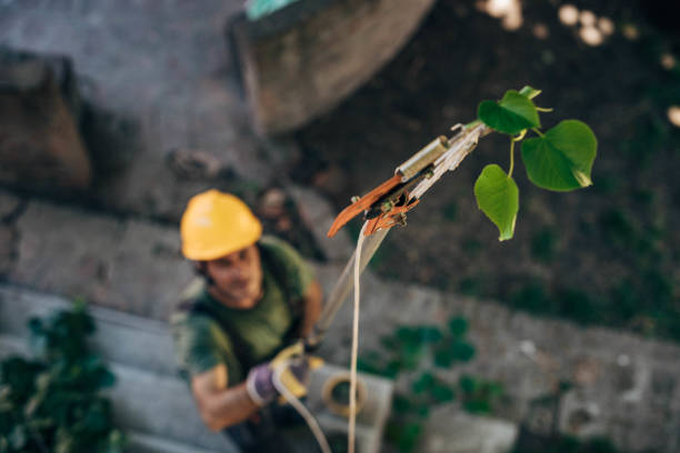 Best Fruit Tree Pruning  in Mcewen, TN