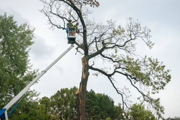 Best Fruit Tree Pruning  in Mcewen, TN