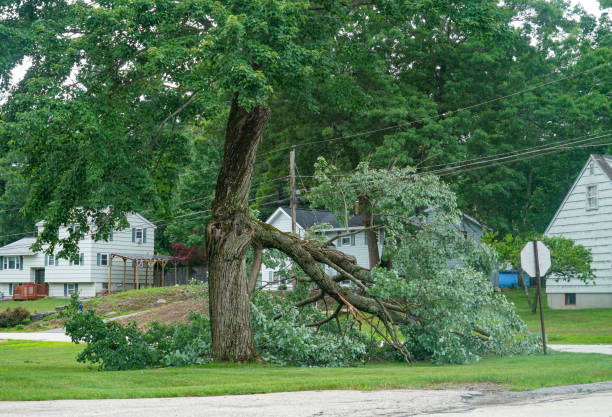 Best Tree Preservation Services  in Mcewen, TN