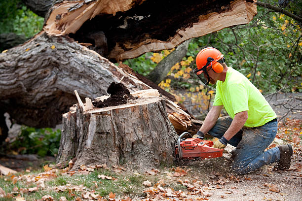 Professional Tree Removal in Mcewen, TN