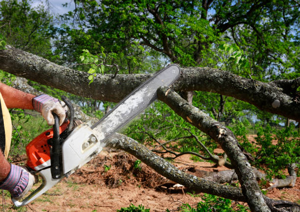 Best Lawn Maintenance Plans  in Mcewen, TN