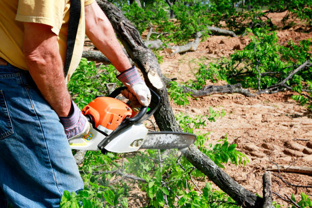 Best Arborist Consultation Services  in Mcewen, TN