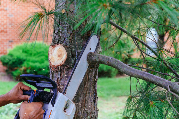 Best Palm Tree Trimming  in Mcewen, TN